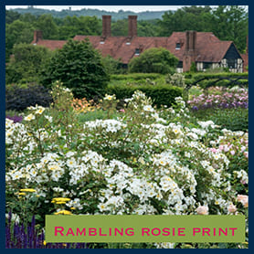  Rambling Rosie Print